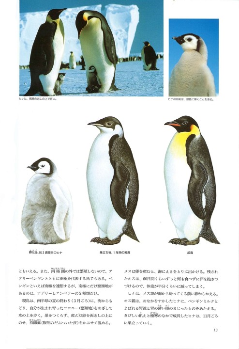 ペンギン図鑑  4416518676.jpg