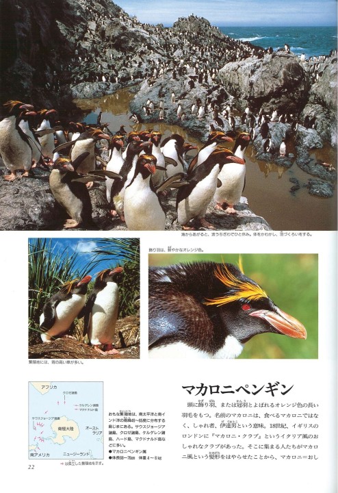 ペンギンページ グラフィック社