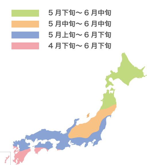 土づくり 種まき あさがおの育て方 あさがおを育てよう 文溪堂