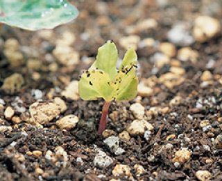 発芽の頃 あさがおの育て方 あさがおを育てよう 文溪堂