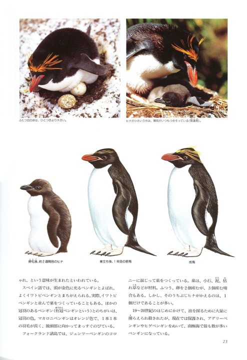ペンギン図鑑
